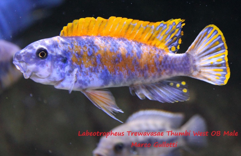 Labeotropheus trewavasae 'Thumbi West Island'